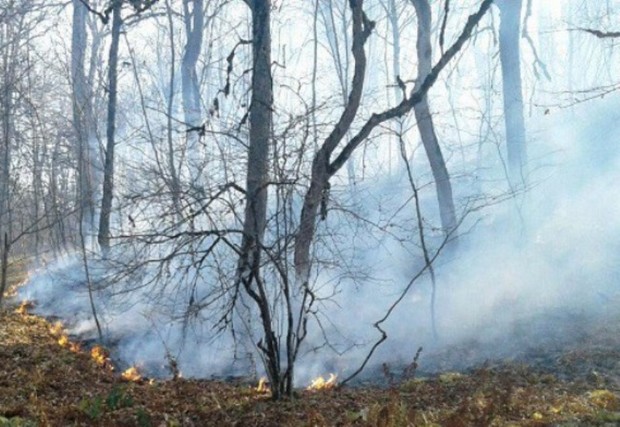 آتش در هفت نقطه از عرصه های جنگلی و مرتعی گلستان مهار شد