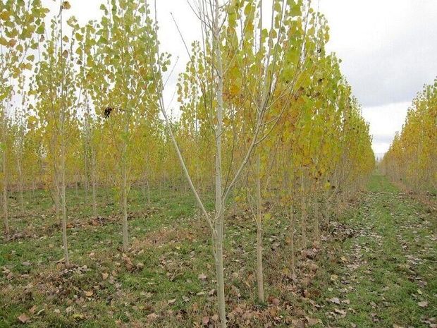 هزار هکتار از اراضی گلستان زیر کشت زراعت چوب قرار می‌گیرد