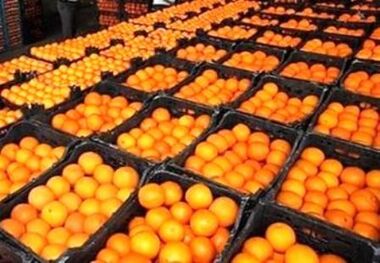 سه هزار تن مرکبات جهرم برای شب عید به بازار عرضه می شود