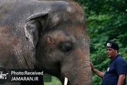 عکس/ تنهاترین فیل دنیا عاقبت به خیر شد!