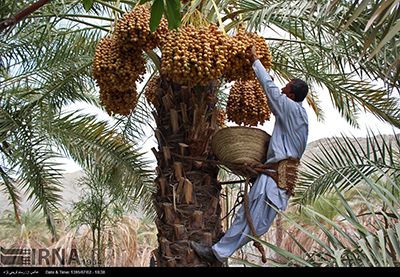 برداشت خرما در سیستان و بلوچستان آغاز شد