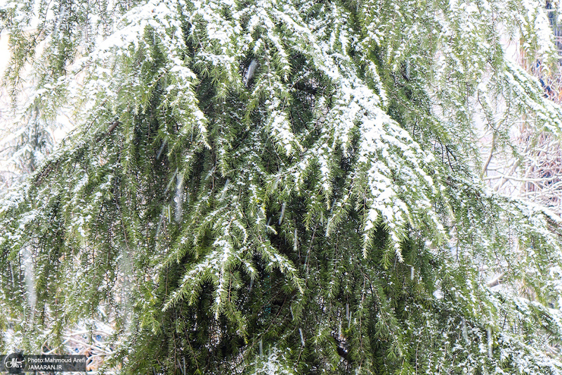 برف امروز تهران - 25 دیماه 1401