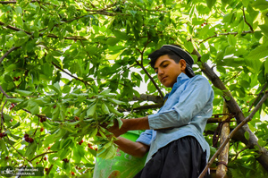 منتخب تصاویر امروز جهان- 29 خرداد