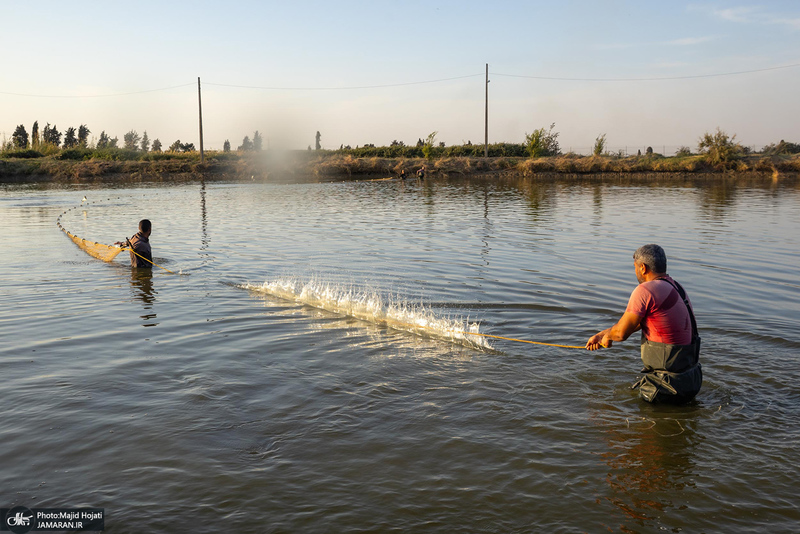 پرورش ماهی در آزادشهر استان گلستان