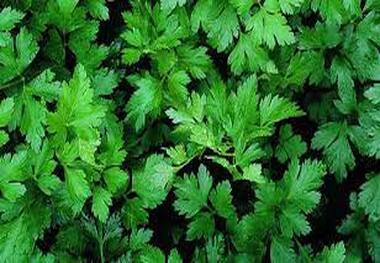 
کاهش قند خون با مصرف یک سبزی معطر