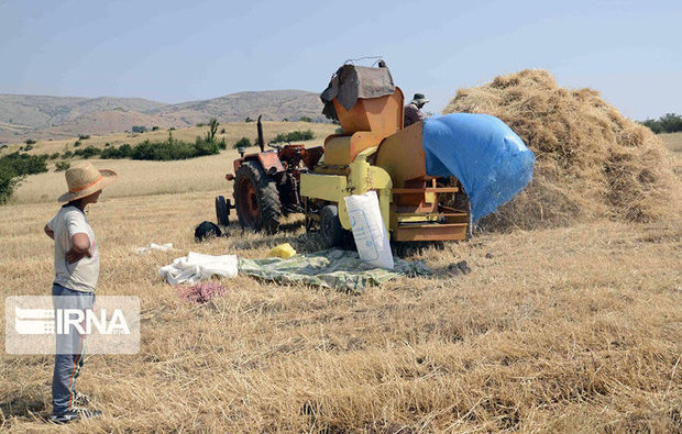 افزون‌بر ۲۹۰ میلیارد ریال طلب گندم‌کاران سیستان و بلوچستان پرداخت شد