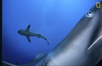 برترین های نشنال جئوگرافیک 2017