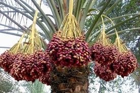 صادرات بیش از 3000 تن خرمای ارگانیک سیستان وبلوچستان  به اروپا