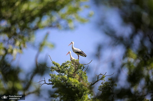 منتخب تصاویر امروز جهان - 5 اردیبهشت 1401