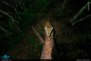 برترین عکس های حیات وحش سال 2018 Wildlife Photographer of the Year 2018 – the winners 