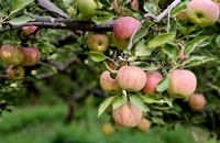  فیروزکوه، نگین گردشگری تهران  (8)