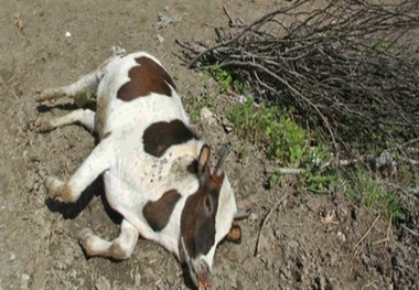 تلف شدن چند راس گاو در یک روستای گمیشان