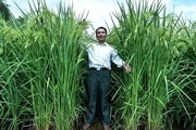 پرورش برنج ۲ متری توسط دانشمندان چینی!