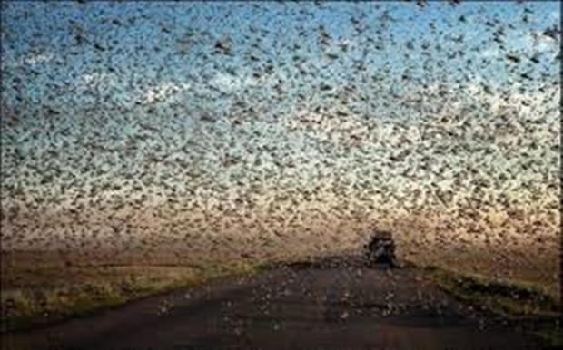 مبارزه با ملخ های مهاجم در وسعت 19هزار هکتار