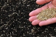 تولید بذرهای هیبریدی با خواص ویژه در کشور