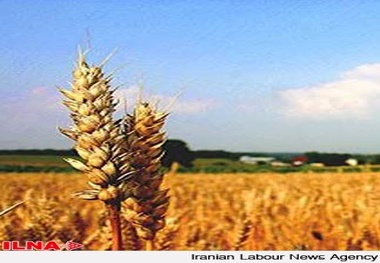 ضرورت پیگیری جدی پرداخت مطالبات گندمکاران گلستان در سطح ملی