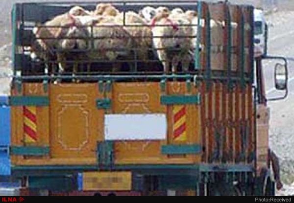 کشف ۱۱۳ راس گاو و گوسفند قاچاق در زنجان