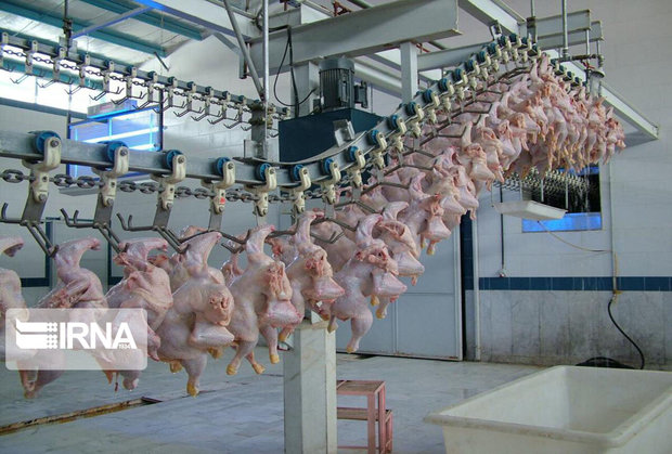 ذخیره‌سازی ۱۷۴ تن مرغ در لرستان