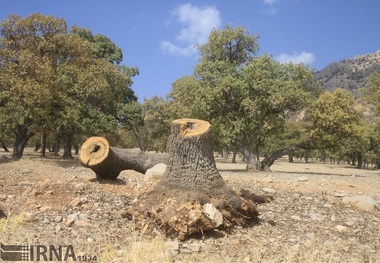 اجازه دهید زنده بمانم