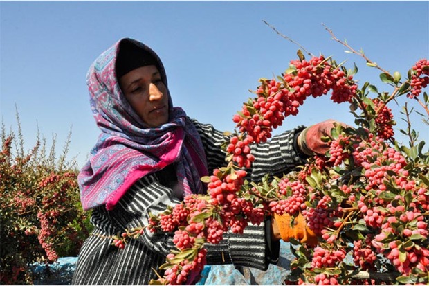 416 میلیارد ریال تسهیلات اشتغال روستایی در زنجان پرداخت شد