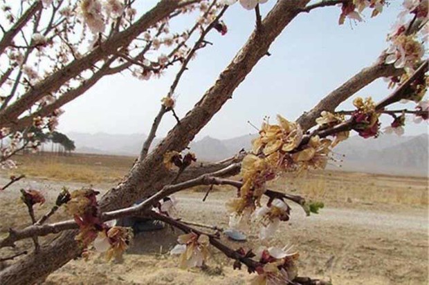 سیل وسرما 8400میلیارد ریال به محصولات کشاورزی زنجان خسارت زد