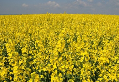 مطالبات کلزاکاران خوزستانی پرداخت شد