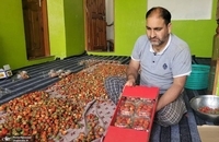برداشت توت فرنگی در کشمیر ھند (10)