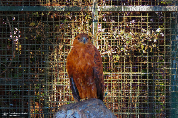 شناسایی شخصیت پرندگان از روی آواز!