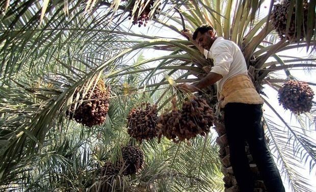 افزایش ۶۵ درصدی نرخ توافقی خرما در خرمشهر