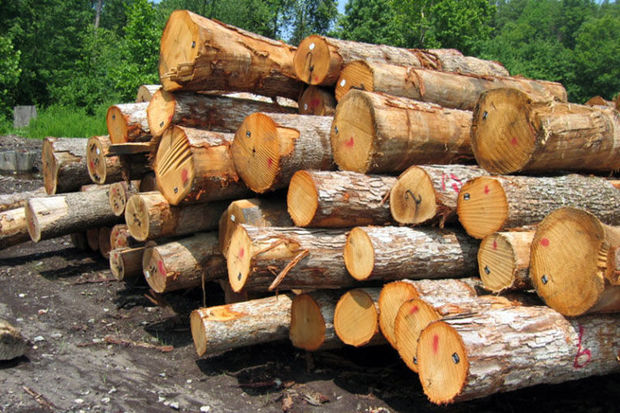 ۱۰ تن چوب جنگلی قاچاق در آستارا توقیف شد
