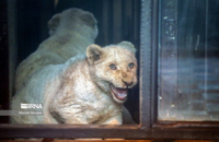 شیرهای سفید (16)