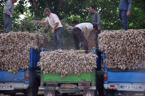 شروع برداشت محصول سیر از مزارع شهرستان آذرشهر