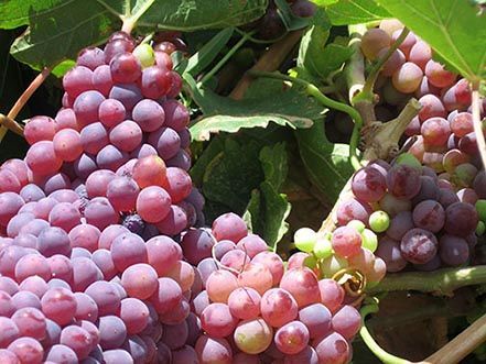 برداشت 35 هزار تن انگور یاقوتی در سیستان و بلوچستان 