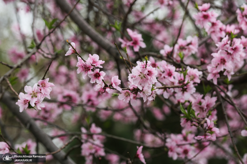 شکوفه های بهاری تهران