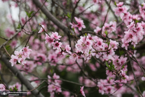 شکوفه های بهاری تهران