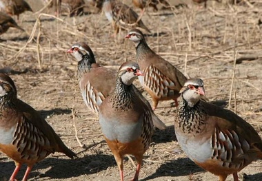 زنده گیر حرفه ای کبک در شاهیندژ دستگیر شد