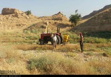 امکان هجوم ملخ به باغها و مزارع وجود دارد