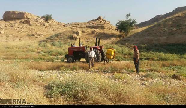 امکان هجوم ملخ به باغها و مزارع وجود دارد