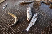 فرماندار سپیدان: مشکلات پرورش‌دهندگان ماهی را رفع می‌کنیم