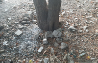 قطع درختان باغ منطقه 3