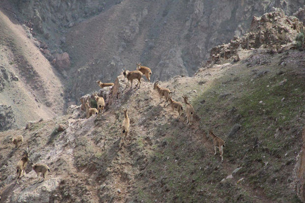 رشد ۲۷ درصدی نمونه‌گیری جانوری در خراسان رضوی