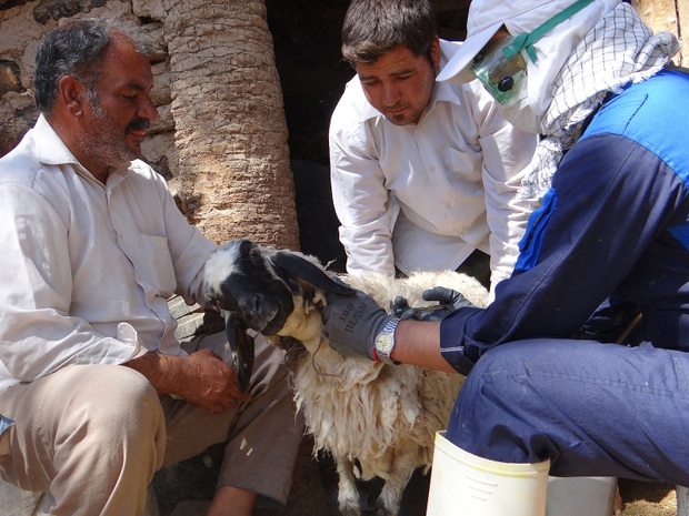 دامداران مراقب بیماری آنتروتوکسمی باشند