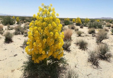 قاچاق چالش عمده گیاهان دارویی خراسان جنوبی است