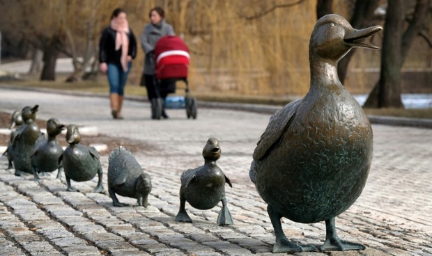 عکس/ مامان اردک