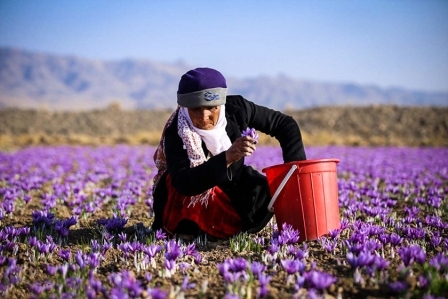 برداشت زعفران در جهرم آغاز شد