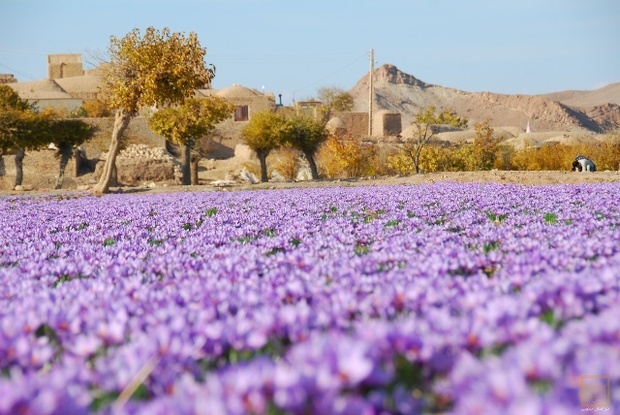 برداشت زعفران در کاشمر