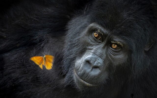 بهترین‌ عکس‌های طبیعت جهان را ببینید