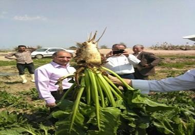 کاشت۱۳۰ هکتار چقندر در کشت و صنعت نیشکر هفت تپه