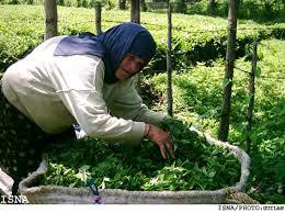 آغاز چین سوم برگ سبز باغات چای کشور از چند روز دیگر