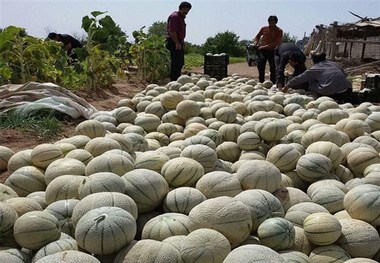 برداشت طالبی از مزارع شهرستان ورامین آغاز شد